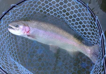 備えあれば患いなし ～岡崎トラウトポンド～